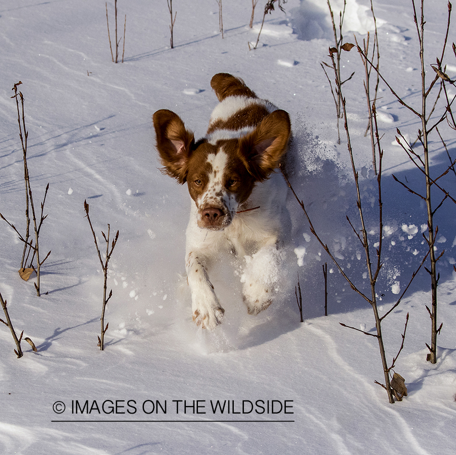Brittany Spaniel in field.