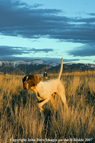 English Pointer