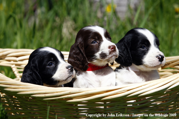 Springer Spaniel puppies in basket