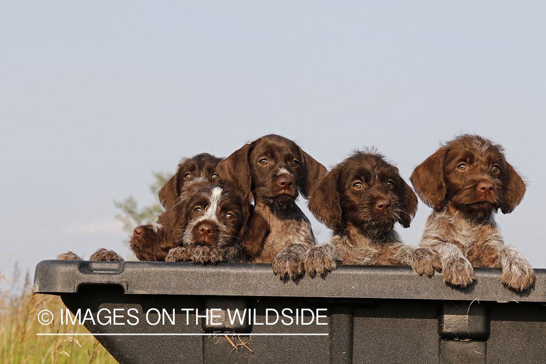 German Wirehair Pointer puppies