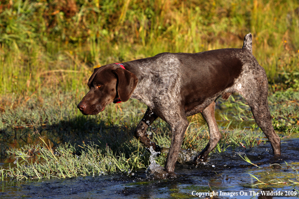 German Short-Haired Pointer in field