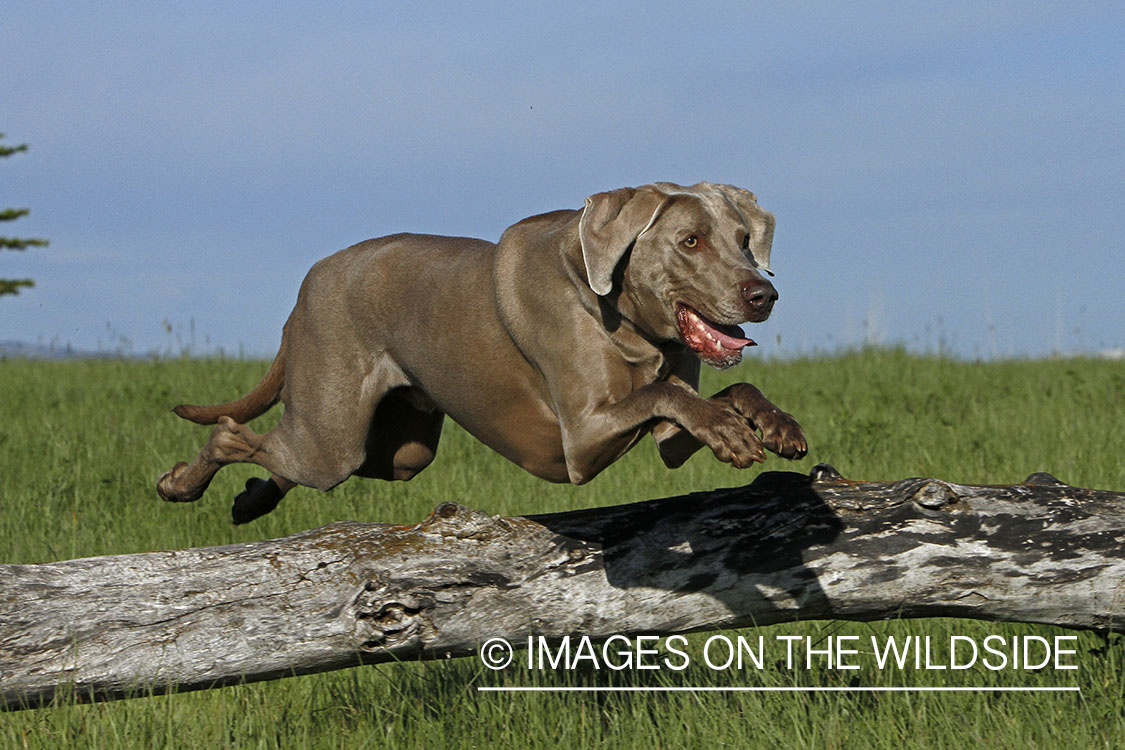Weimaraner jumping a fence.