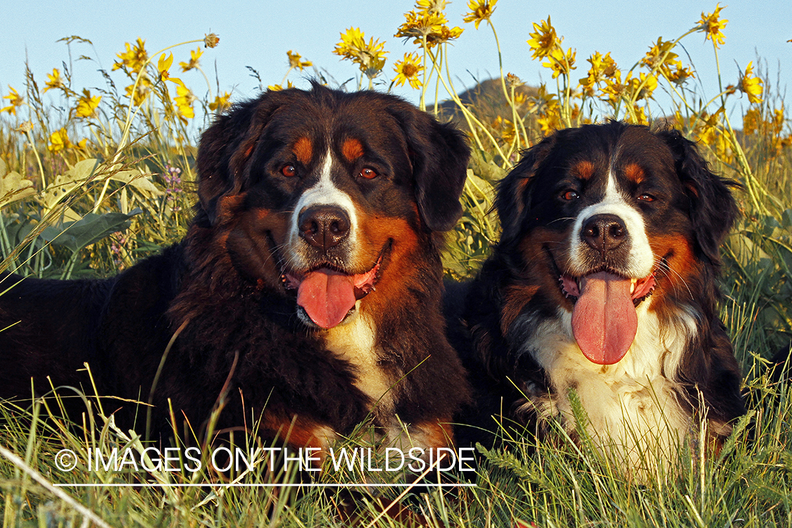 Bernese Mountain Dogs. 