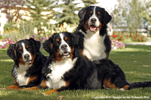 Bernese Mountain Dogs.