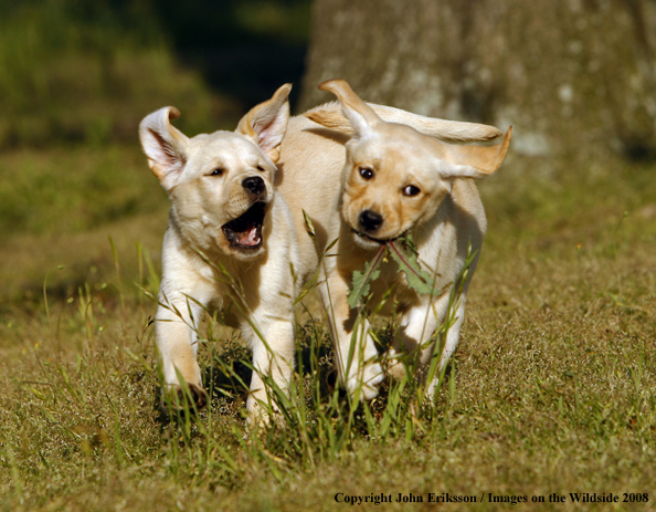Yellow Labrador Puppies