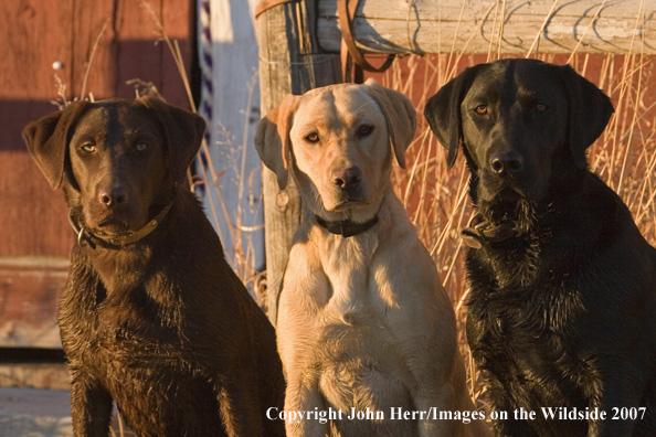 Multi-colored labrador retrievers in field.