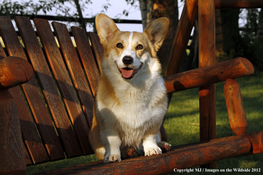Corgi sittig on bench.