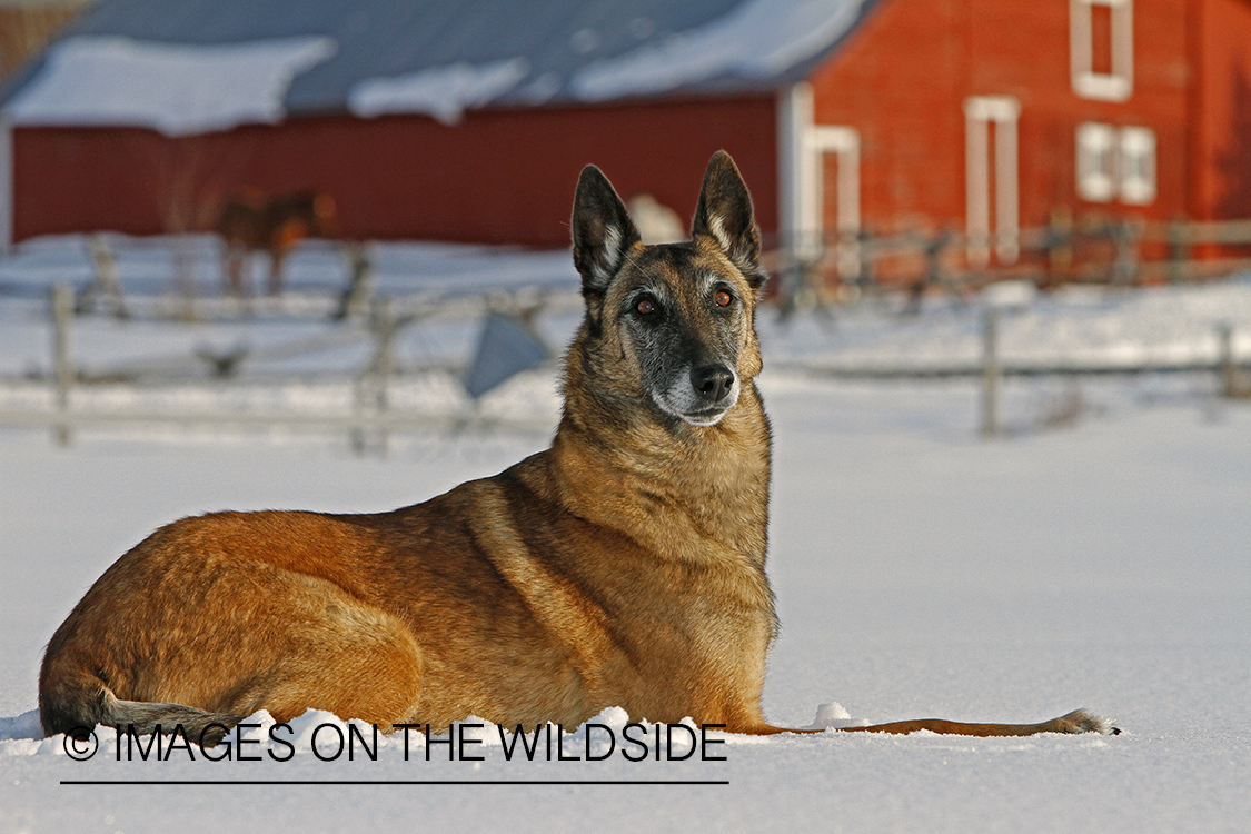 Belgian Shepherd Malinois