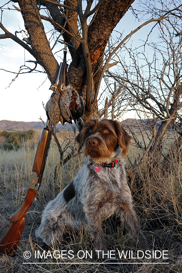 Wirehaired Pointing Griffon with bagged Mearn's quail.