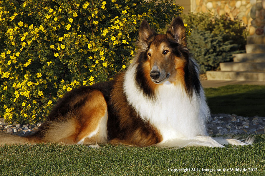 Collie in yard.