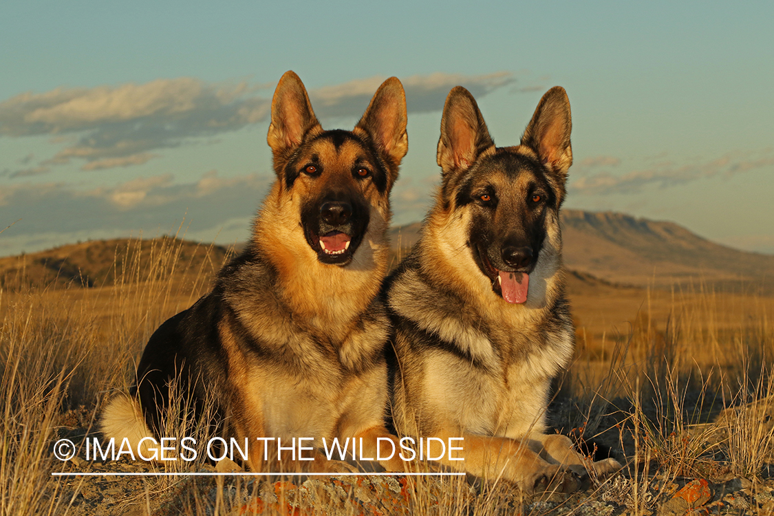 German Shepherds in grass.
