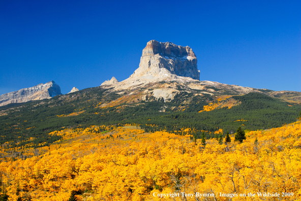 Chief Mountain in Glacier National Park Forest Front
