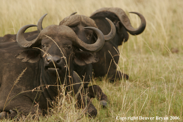 African Cape Buffalo lying in field