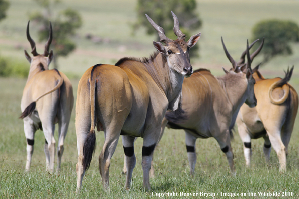 African Eland in habitat