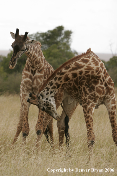 African Masai Giraffes fighting