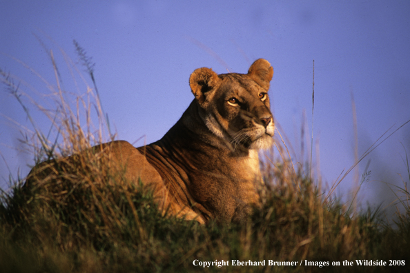 African Lioness