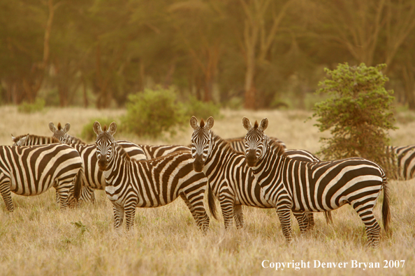 Burchell's Zebra 