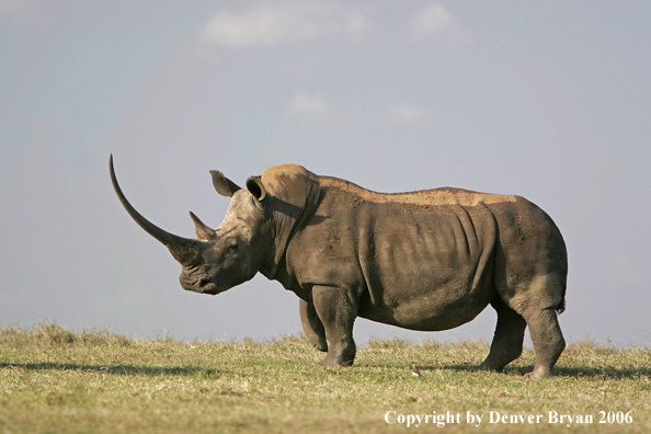 White African Rhinocerous