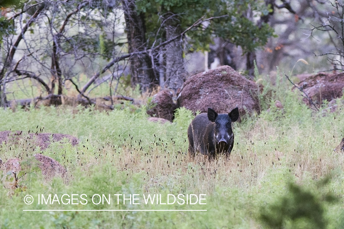Feral hog in habitat.