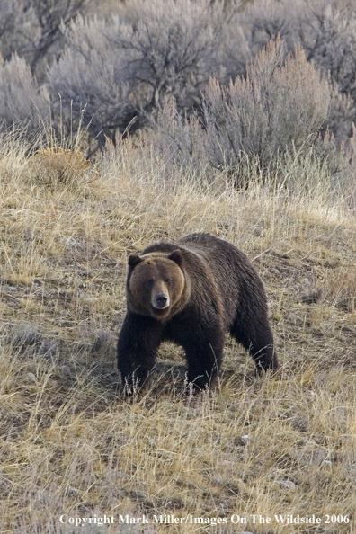 Grizzly bear in habitat.