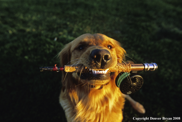 Golden Retriever with broken fly rod in mouth