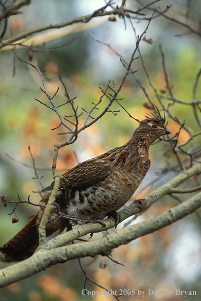 Ruffed Grouse in tree.