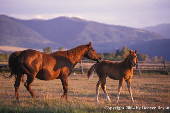 Quarter horse in pasture with foal.
