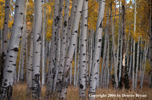 Aspens in autumn