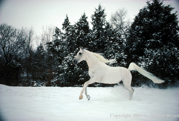 Arabian horse.