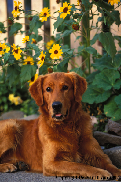 Golden Retriever.