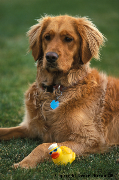 Golden Retriever with ducky.