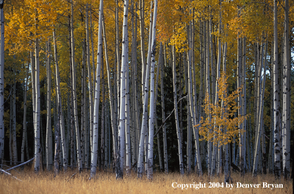 Aspens in autumn