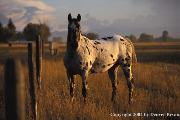 Appaloosa horse in pasture.