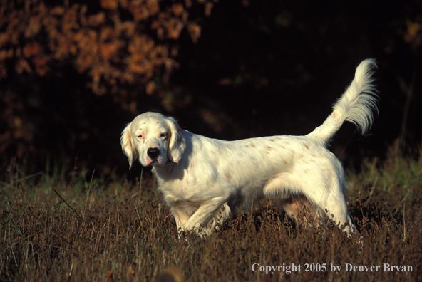 English Setter.