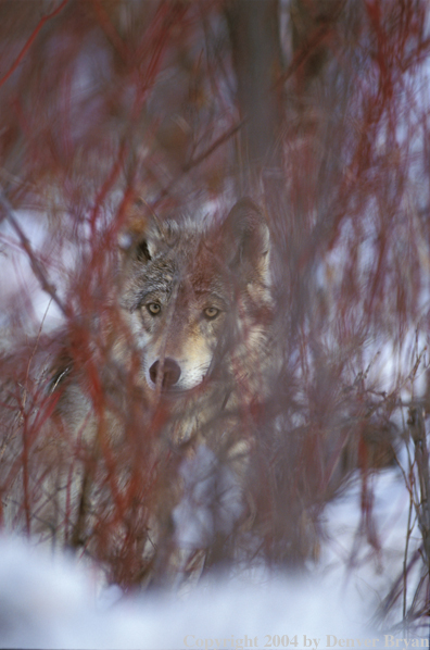 Gray wolf in habitat.