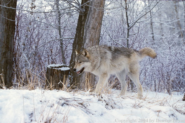 Gray wolf in winter habitat.