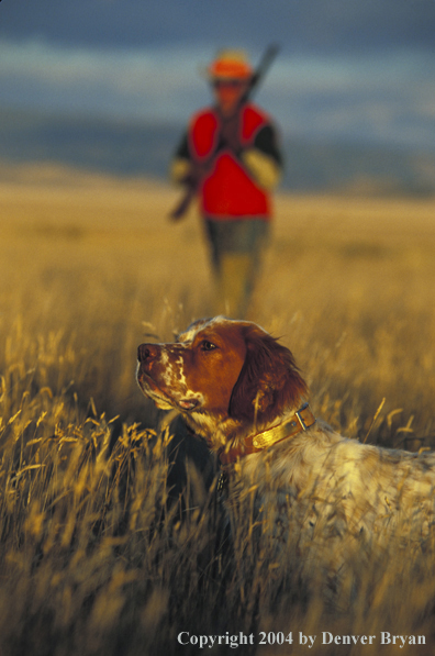 Upland bird hunter with English Setter.