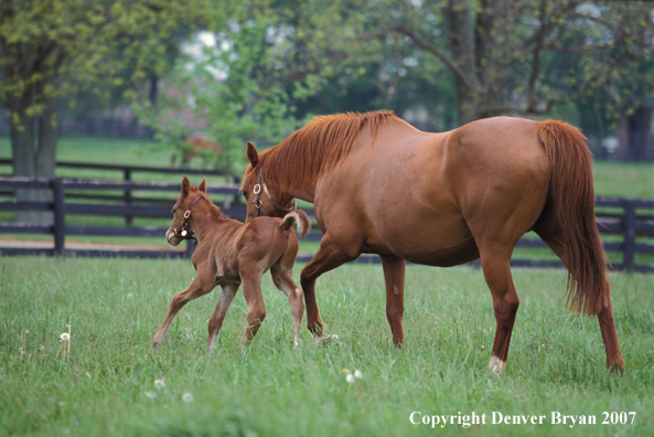 Thoroughbred mare steadying foal in pasture.