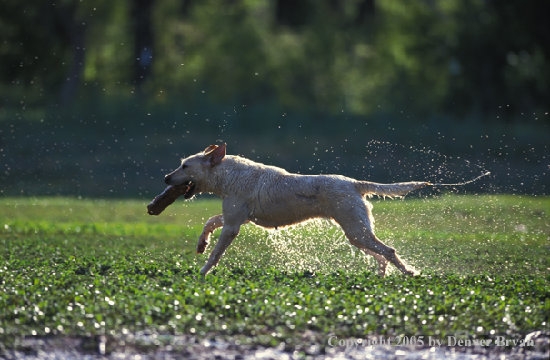 Yellow Labrador Retriever running with training dummy