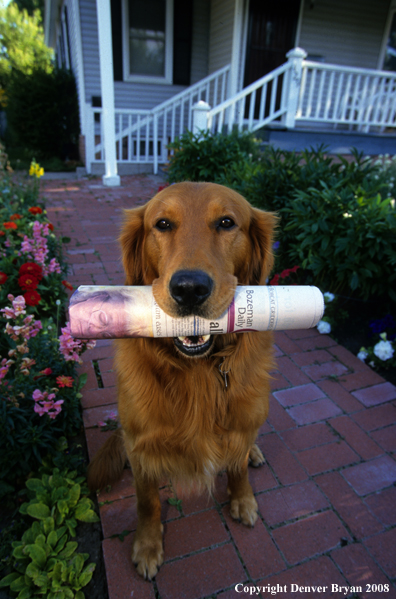 Golden Retriever with newspaper