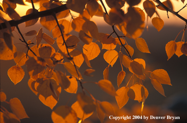 Aspen in autumn