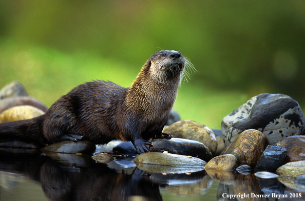 River Otter in habitat