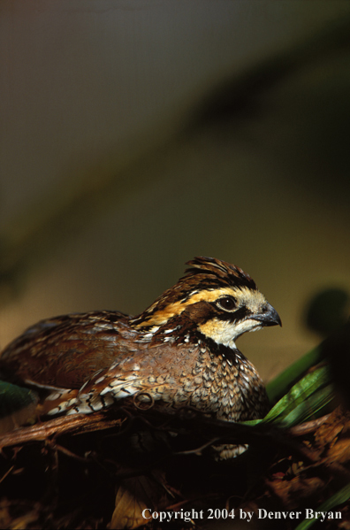 Bobwhite Quail.