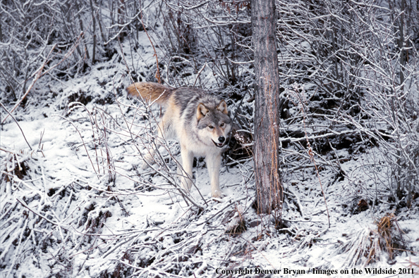 Gray wolf in winter habitat.