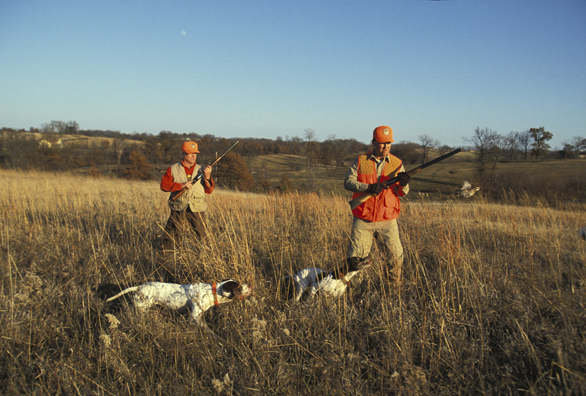 Upland bird hunters with English Setters.