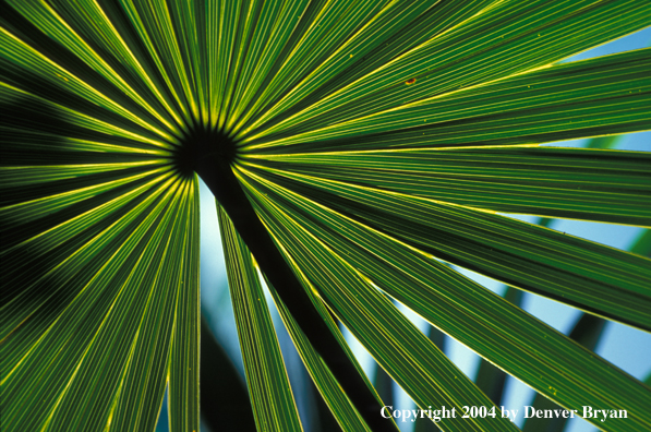 Palmetto tree frond