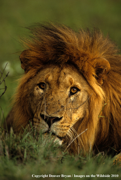 African Lion in habitat.