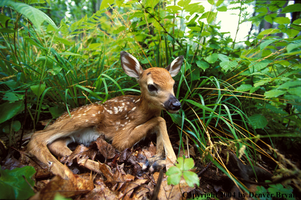 Whitetailed fawn bedded down.