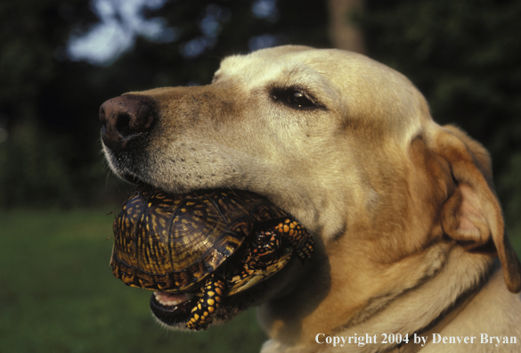 Yellow Labrador Retriever trained to find and retrieve turtles for research