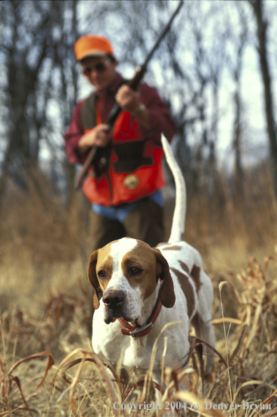 Upland bird hunter moving up on English Pointer on point